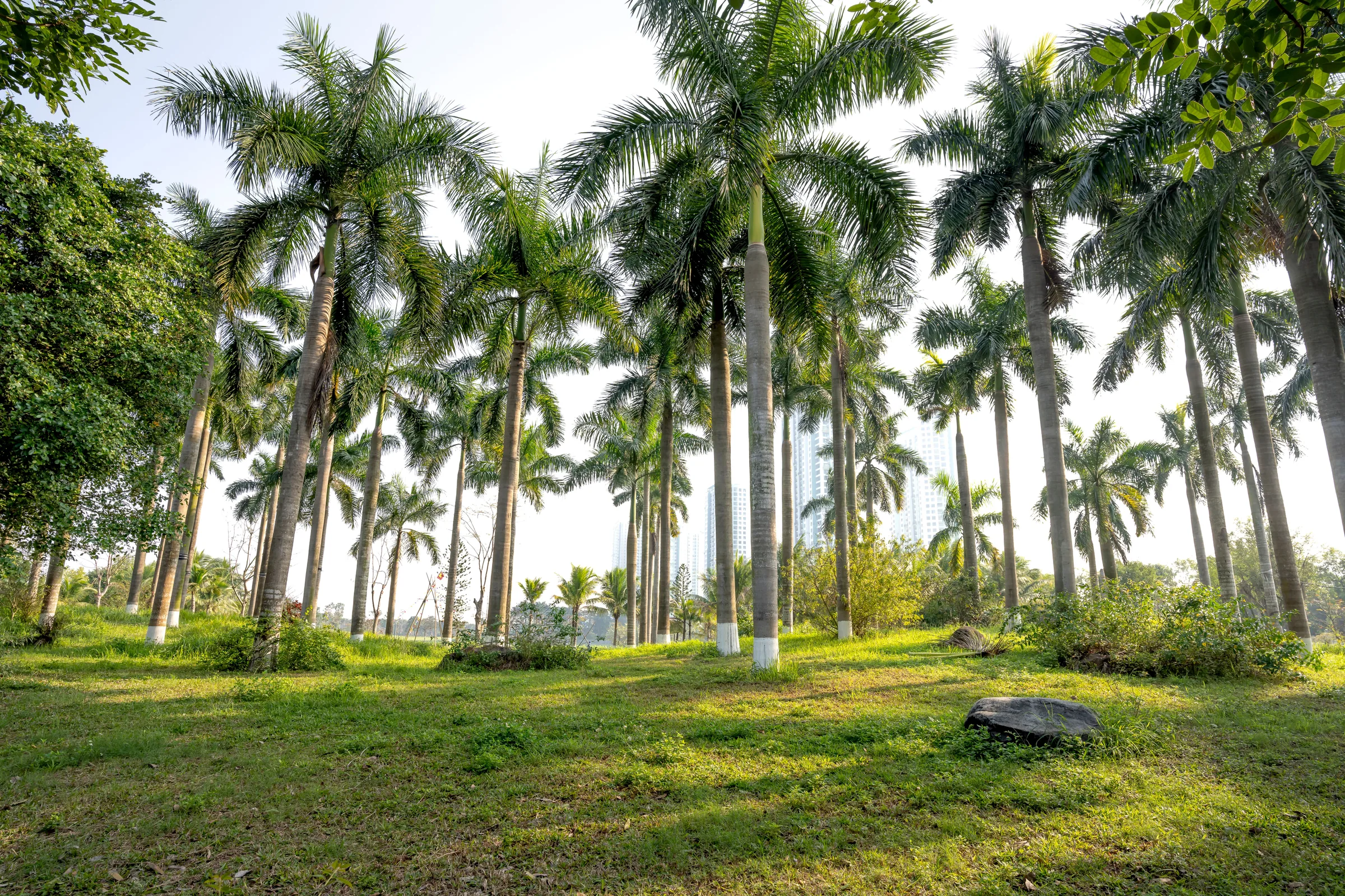 Tall palm trees with white-painted trunks stand in a grassy park setting with city skyline visible in the distance.